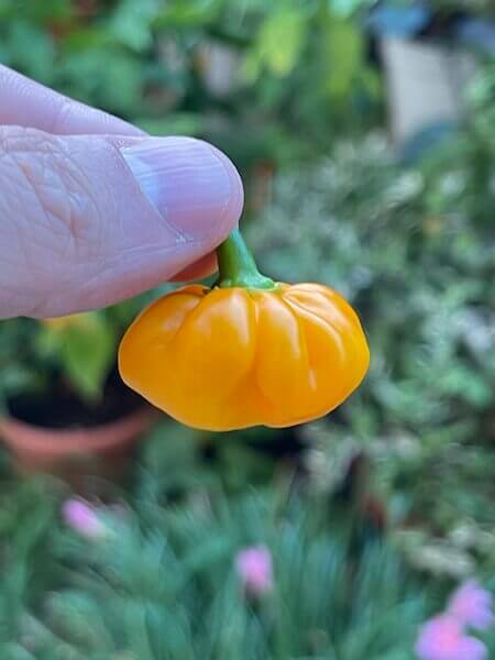 Scotch Bonnet Orange